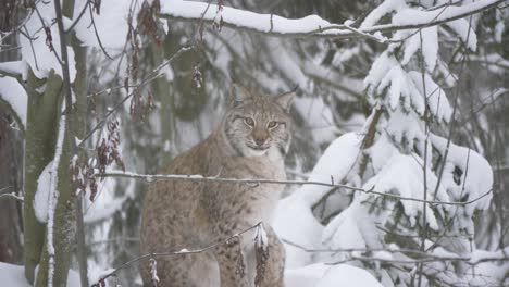 Graceful-Eurasian-lynx-staring-with-piercing-gaze-amidst-Winter-forest---Long-Medium-shot