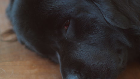 Newfie-dog-lays-head-on-floor-and-glances-up,-close-up