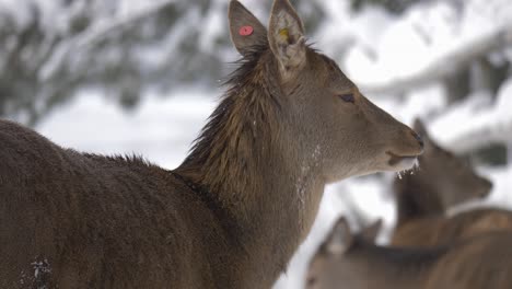 Graceful-Red-deer-blissfully-withstanding-the-Snowy-Swedish-forest---Portrait-close-up-slow-motion-shot