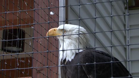 Bald-eagle-in-captivity.-Close-shot