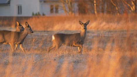 Small-Herd-of-white-tailed-Deer-carefully-cross-rural-meadow-at-dusk---Long-medium-wide-tracking-shot