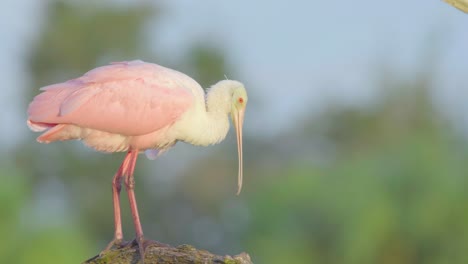 roseate-spoonbill-close-up-balancing-on-branch