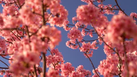 Looking-up-towards-bright-pink-Sakura-trees-against-blue-sky