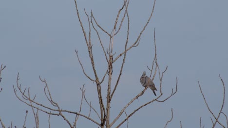 A-dove-perched-on-a-leafless-branch-in-winter-in-Poland,-medium-shot