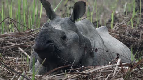 Un-Viejo-Rinoceronte-De-Un-Solo-Cuerno-Descansando-En-Las-Praderas-Del-Parque-Nacional-De-Chitwan-En-Nepal