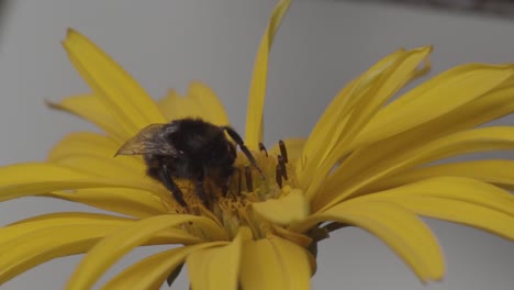 Eine-Honigbiene-Auf-Einer-Gelben-Blume,-Bestäubung,-Extreme-Nahaufnahme