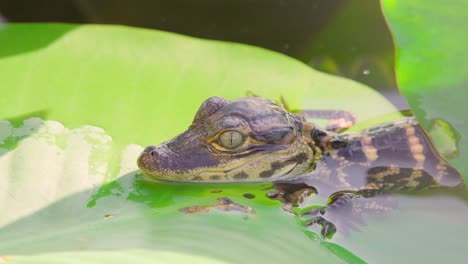 baby-alligator-resting-head-on-lily-pad-close-up