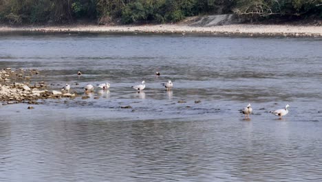 Bar-headed-geese-preening-their-feathers-in-a-river-in-Nepal
