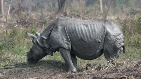 Un-Viejo-Rinoceronte-De-Un-Solo-Cuerno-Pastando-En-Las-Praderas-Del-Parque-Nacional-Chitwan-En-Nepal