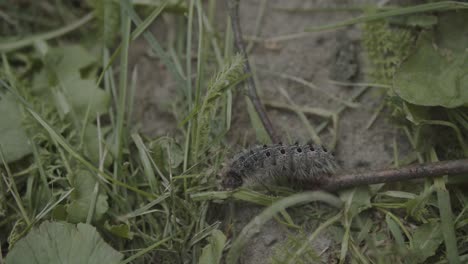 Gypsy-moth-caterpillar-crawling-in-grass-and-leaves,-handheld-close-up