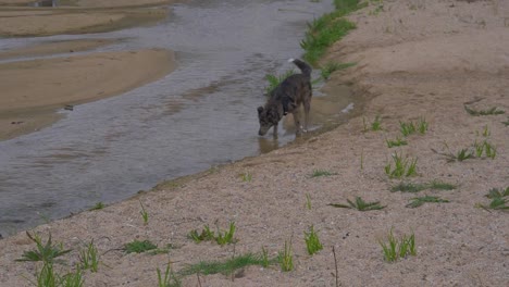 Border-Collie-Hund-Auf-Dem-Sand-Mit-Dem-Grund-Eines-Flusses