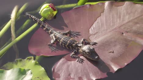 Baby-Alligator,-Der-Sich-Auf-Seerosenblatt-Ausruht-Und-Ein-Sonnenbad-Nimmt
