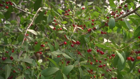 Nahaufnahme-Eines-Windbewegten-Baumes-Mit-Kleinen-Roten-Früchten-Und-Grünen-Blättern-In-Zeitlupe-Und-60-Fps