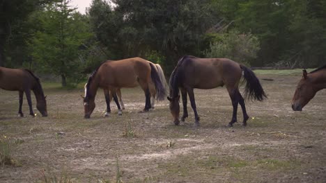 Group-of-5-brown-horses-walking-and-eating-grass-in-farm-slow-motion-60-fps