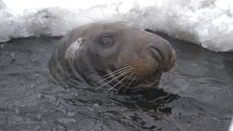 Nosy-Grey-peeking-through-hole-in-ice-and-submerging-to-escape-danger---Portrait-close-up-tracking-shot