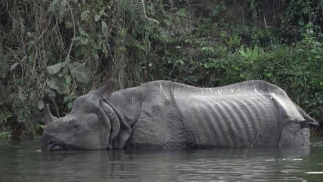 Un-Rinoceronte-Salvaje-Con-Cuernos-Comiendo-Plantas-Acuáticas-En-El-Parque-Nacional-De-Chitwan-En-Nepal