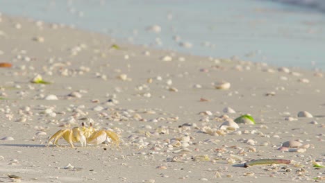 ghost-crab-feeding-with-claws-amonst-sandy-beach-full-of-shells