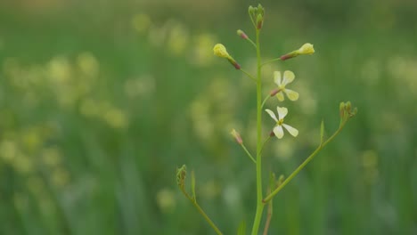 wild-flower-with-green-blur-background