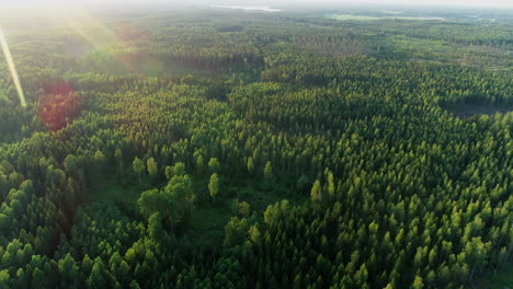 Drone-footage-of-nordic-forest-landscape