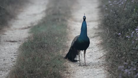 A-peacock-on-the-dirt-road-in-the-Chitwan-National-Park-in-southern-Nepal