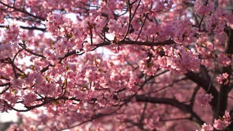 Dicht-Gefüllter-Rahmen-Mit-Hellrosa-Sakura-kirschblütenbäumen-Bei-Sonnenuntergang