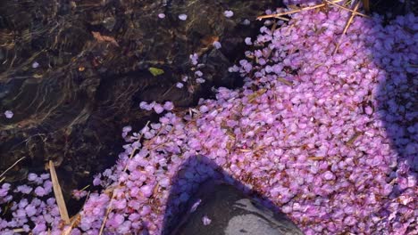 Gefallene-Sakura-Blütenblätter-Im-Fluss-In-Zeitlupe