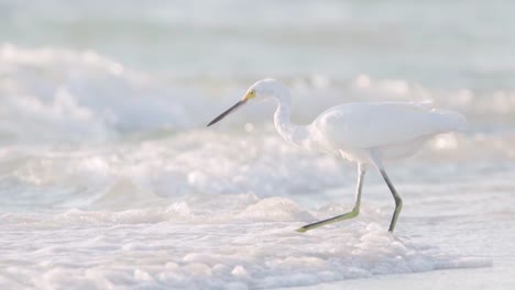 white-egret-walking-along-beach-shore-into-ocean-waves-looking-for-food-slow-motion