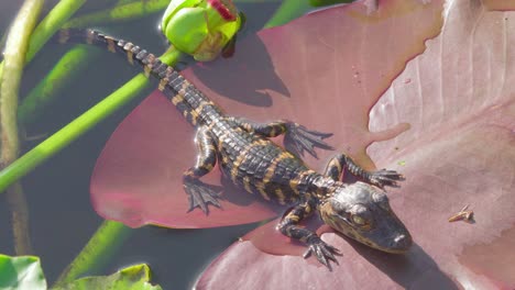 Baby-Alligator-Liegt-Auf-Seerosenblatt-Und-Bewegt-Bein