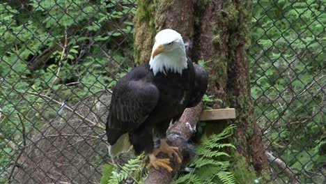 Adult-Bald-eagle-resting-on-a-tree-branch-in-Alaska