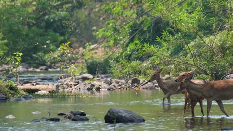 Eld's-Deer,-Panolia-eldii,-4K-Footage-of-Deer-crossed-from-right-to-the-left-of-the-stream-at-Huai-Kha-Kaeng-Wildlife-Sanctuary,-Thailand