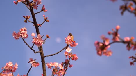 Tiny-sparrow-bird-on-Sakura-Cherry-Blossom-tree-against-blue-sky