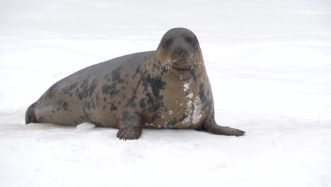 Fat-Grey-seal-resting-above-surface-settled-on-frozen-snowed-ground---Long-medium-slow-motion-shot