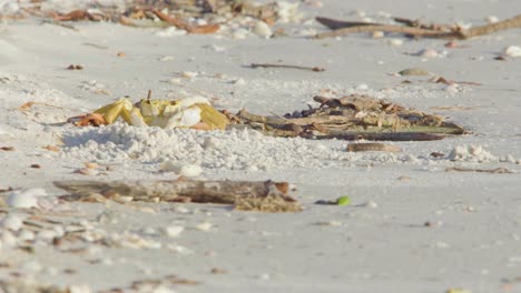 ghost-crab-on-top-of-burrow-in-sandy-beach