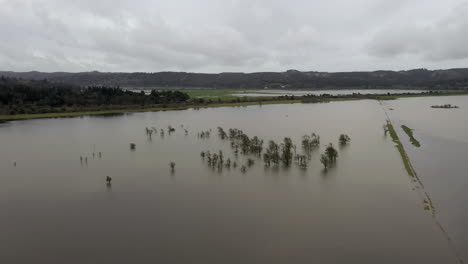 Aerial-approaching-shot-of-trees-on-flooded-pastures-after-heavy-winter-rainstorm
