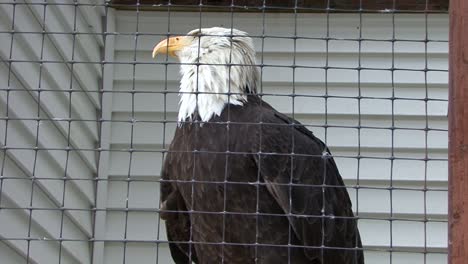 Close-up-of-a-Bald-Eagle-in-captivity