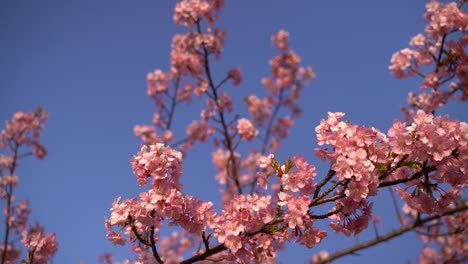 Schöne-Kawazu-Sakura-Kirschblüte-Gegen-Den-Blauen-Himmel,-Der-Langsam-Winkt
