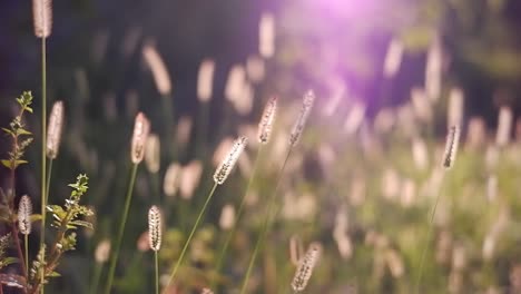 Beautiful-bengal-grass-flowers-blowing-in-the-wind-in-the-morning