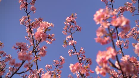 Langsames-Nachschlagen-Der-Rotation-Zum-Sakura-Kirschblütenbaum-Gegen-Den-Blauen-Himmel