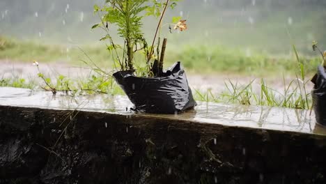 Starker-Regen,-Der-Die-Pflanzen-Im-Garten-Durchnässt