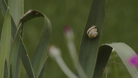 A-snail-lying-still-in-a-leaf-moving-in-the-wind,-close-up-static-shot