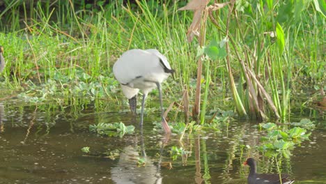 wood-stork-wading-and-feeding-in-shallow-water