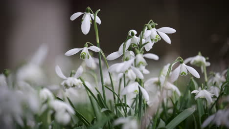 A-bed-of-pure-white-Snowdrop-flowers-in-a-garden-in-Worcestershire,-England-on-a-windy-day