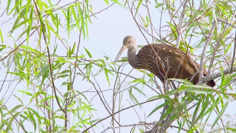 limpkin-perched-on-windy-tree-branches-with-blue-sky-in-background