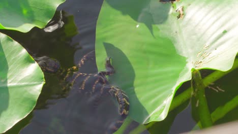 baby-alligator-sunbathing-on-lily-pad-and-hopping-off-and-swimming-away-in-water