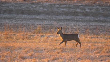 Lone-youngster-white-tailed-Deer-pacing-vigilantly-through-open-field---Wide-tracking-slow-motion-shot
