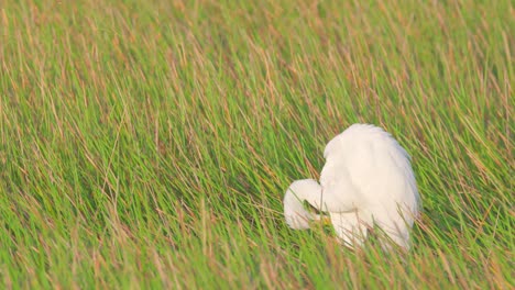 white-egret-preening-and-lifting-wing-amonst-green-and-brown-reeds