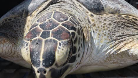 Close-up-of-rescued-Kemp's-Ridley-Sea-Turtle-after-being-cold-stunned-by-winter-storm-in-the-waters-around-Corpus-Christi-TX