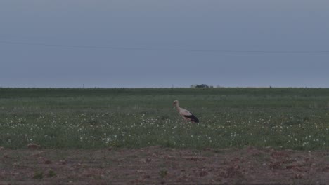 White-stork-walking-in-a-green-field,-Poland,-wide-horizon-shot
