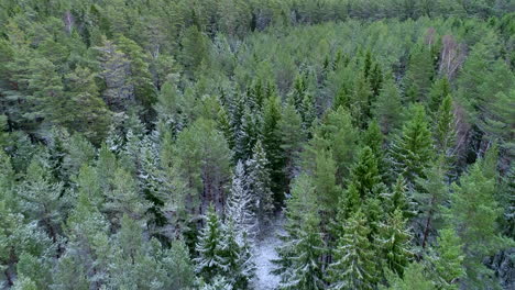 Drohnenansicht-Der-Verschneiten-Waldlandschaft-In-Den-Nordischen-Ländern