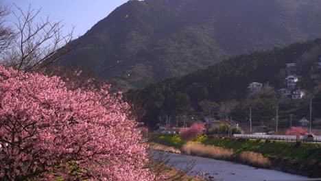 Unglaubliche-Szene-Von-Fliegenden-Sakura-Blütenblättern-Vor-Der-Natur-Flusslandschaft-In-Zeitlupe